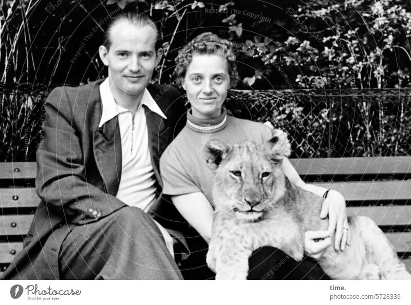 cuddly group Man Woman Couple Animal Baby lion Bench Sit Looking into the camera look chill Suit Love of animals stop Cat predator Trust Affection