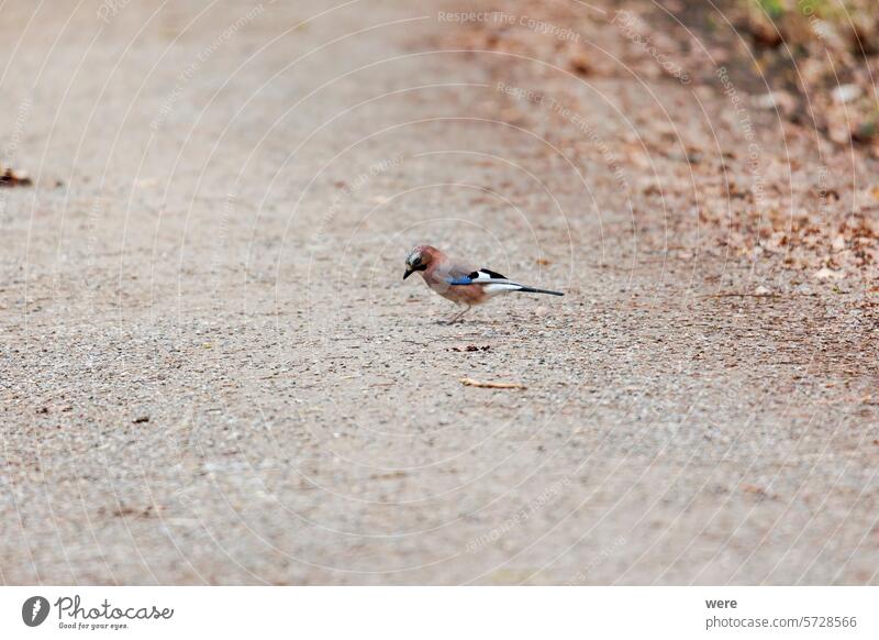 A jay searches for food on a forest path in the woods near Siebenbrunn Augsburg Augsburg city forest Fugger Garrulus glandarius Wood animal animal in the wild