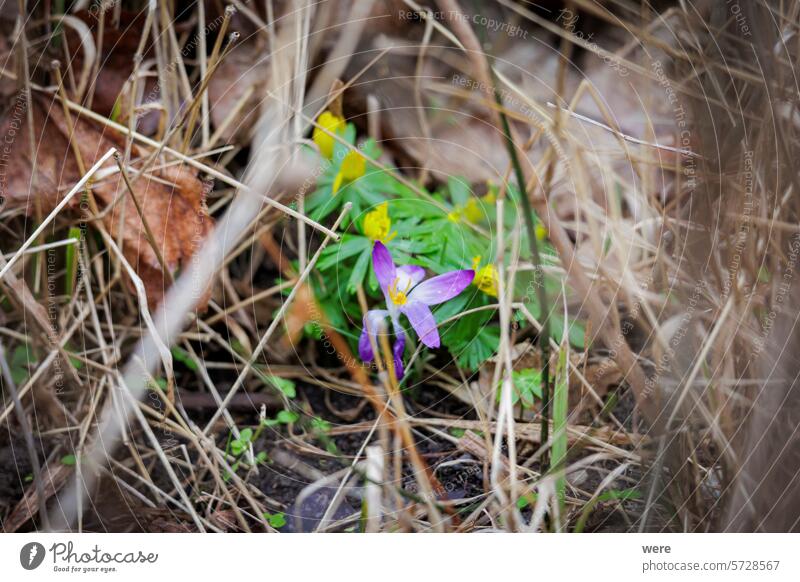 A crocus and winter aconites bloom hidden in the grass at the edge of the forest near Siebenbrunn Augsburg Augsburg city forest Crocus sativus Fugger Trees