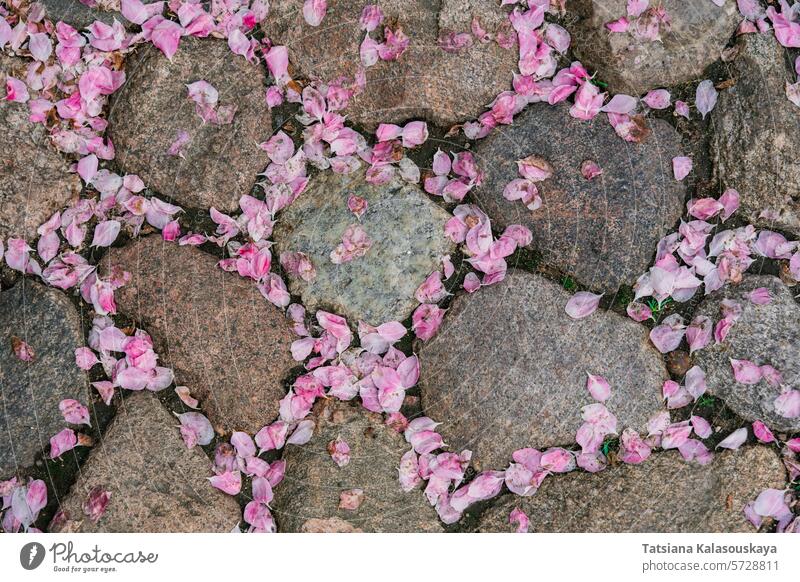 Close-up of pink cherry blossom petals falling on stone pavement during flowering in spring close-up background pattern texture abstract street nature road