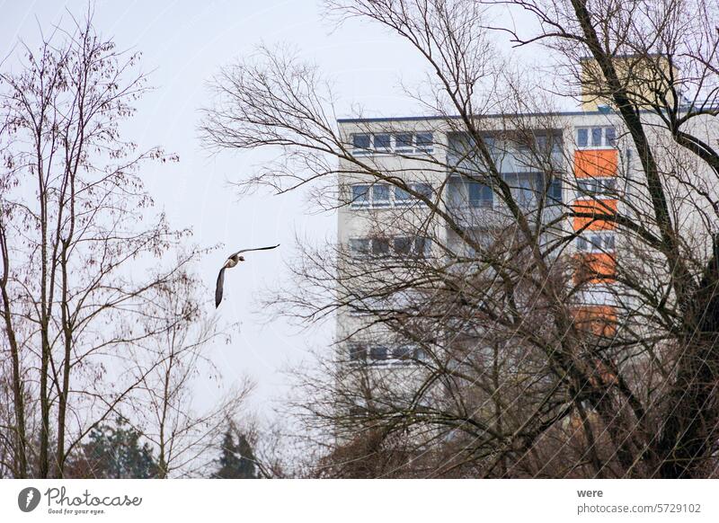 A greylag goose flies over the water of the Wertach river in the Göggingen district of Augsburg towards a residential building Anser anser