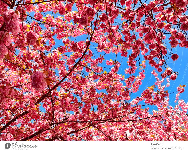 spring fever blossoms Cherry tree Pink pink Spring Sky Blue sky Cherry blossom Spring fever Blossom Tree Fragrance Park Nature Blossoming naturally Environment