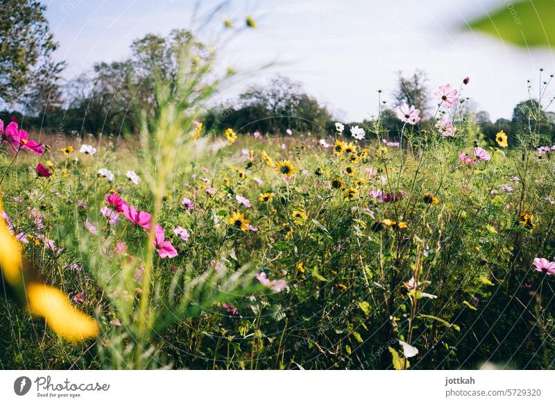 A colorful, summery meadow of flowers Nature Summer Meadow plants biodiversity nature conservation blossom Spring Garden naturally Flower meadow Environment