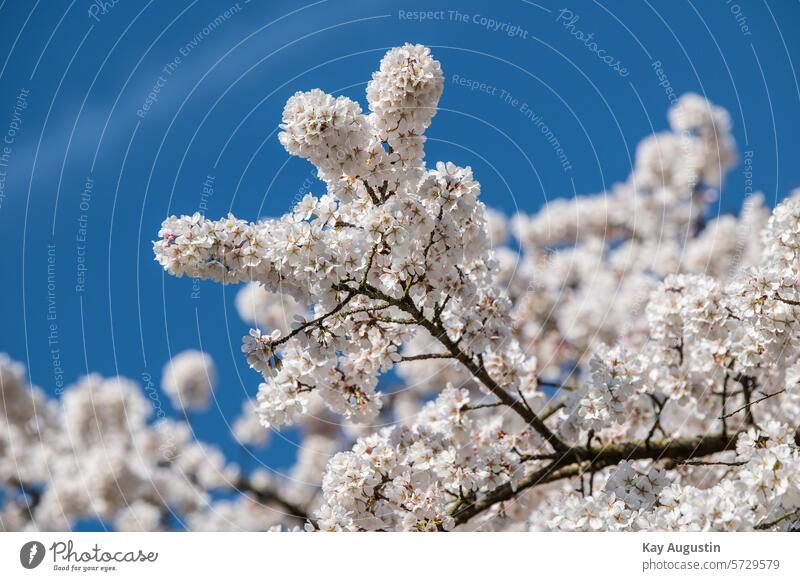 Cherry tree blossom Cherry blossom Spring Branch Exterior shot Blossoming Nature Tree Colour photo naturally Spring fever Park Growth pretty Plant blossoming