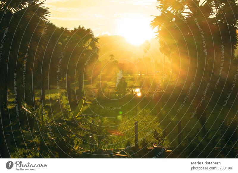 A peaceful summer sunrise over green rice fields and palm trees, with golden sunlight casting a serene glow over the rural landscape of Kampot, Cambodia dreamy