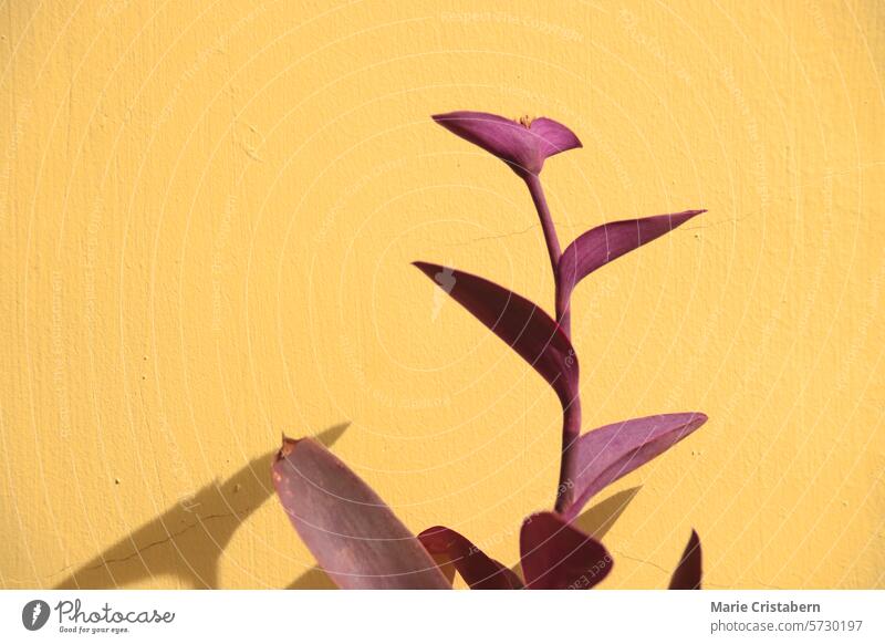 Tradescantia purple heart, also known as Purple Queen plant against a yellow background, showcasing a vibrant summer color contrast trandescantia purple queen