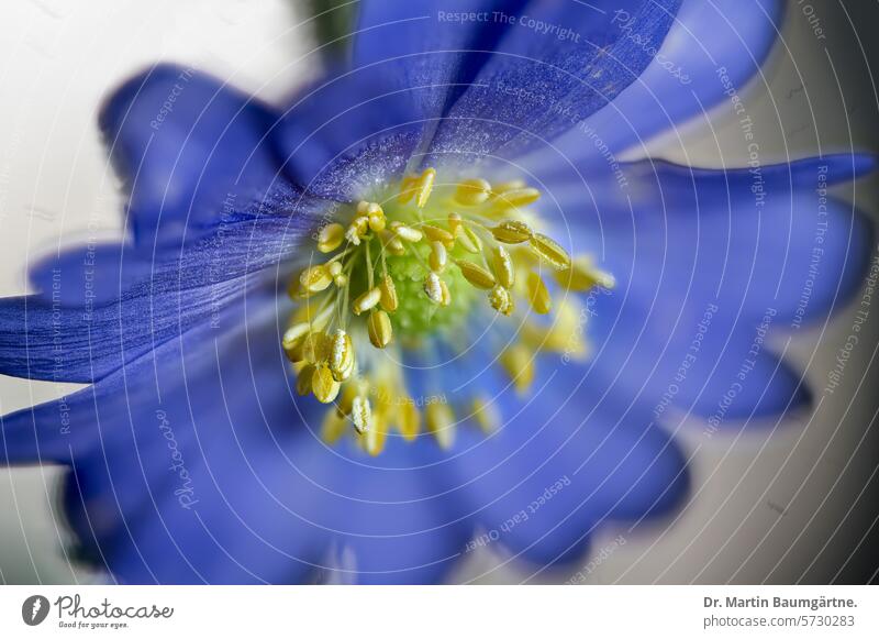 Balkan anemone, Anemone blanda, blue flower Balkan anone blossom radiation anemone Blossom Blue Crowfoot plants ranunculaceae Spring Flowering venomously