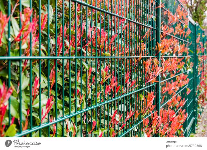 Hedge to fence Garden Fence Spring Leaf Red Growth Plant Environment