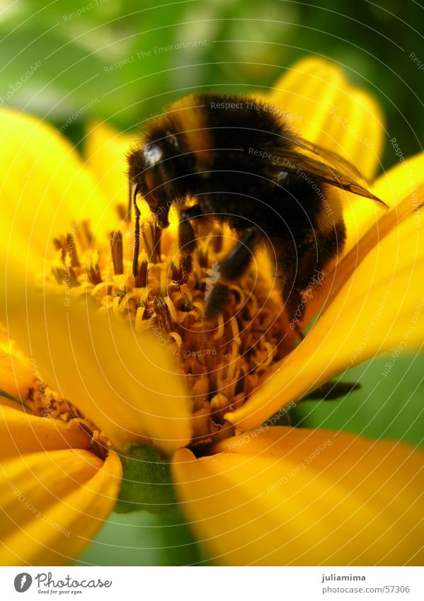 hardworking bumblebee Bumble bee Blossom Trunk Pelt Flower Stamen Nectar