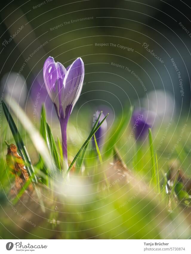 Crocuses - the purple temptation in spring crocus Spring flower herald of spring Positive Spring fever Ease Blossoming blooming spring flower sunshine