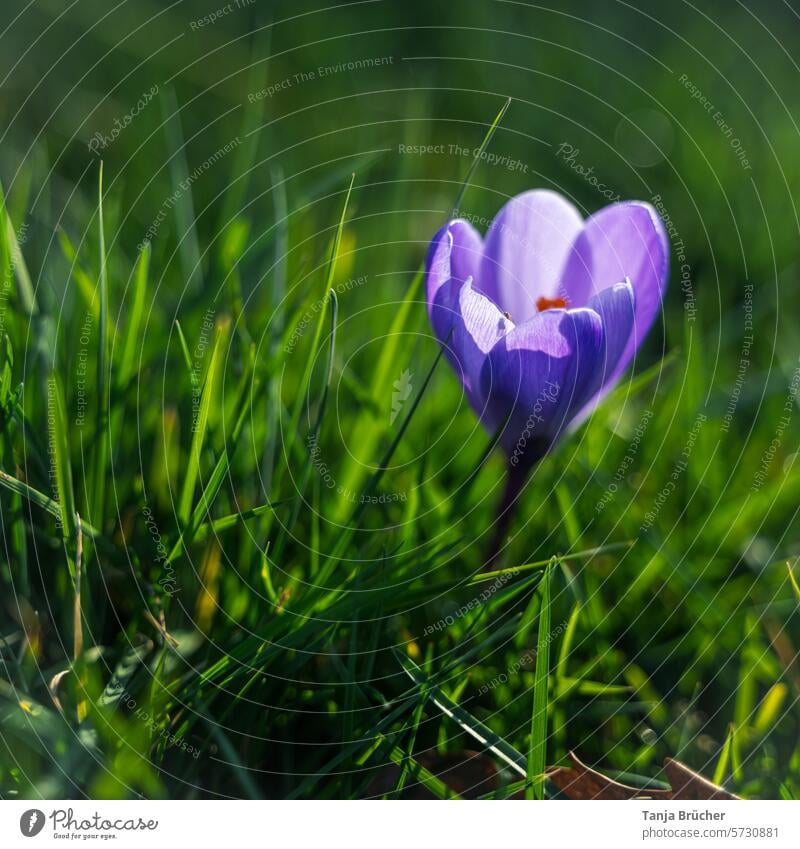 Single crocus in the warming spring sun Spring flower herald of spring Positive Spring fever Ease Blossoming purple blooming spring flower sunshine