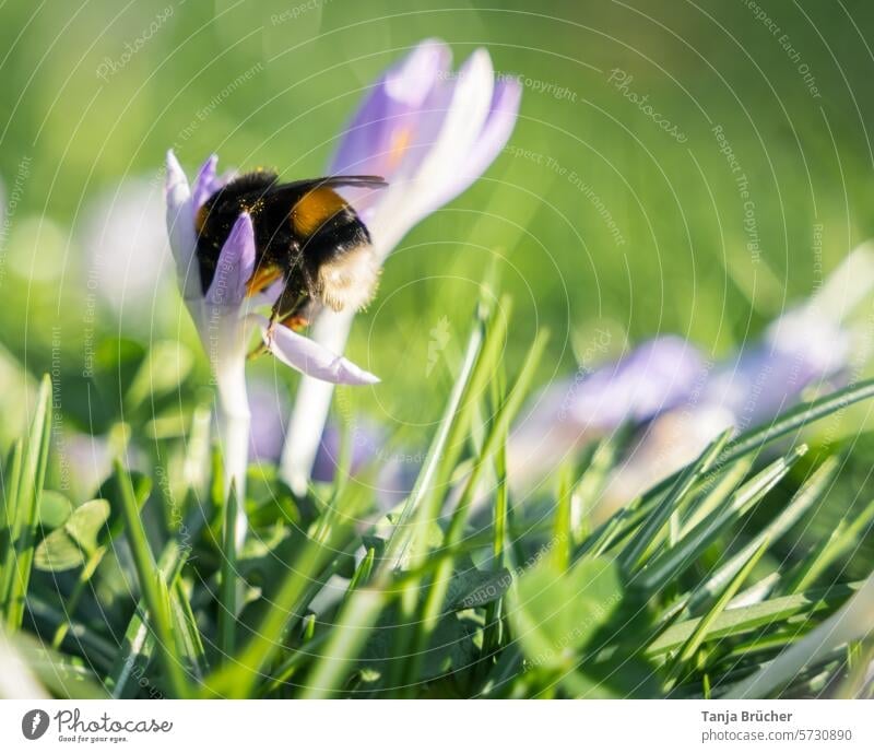 Already busy - bumblebee in search of pollen (and it found it) Bumblebee on blossom Diligent crocus Bumble bee Insect repellent Spring flower herald of spring