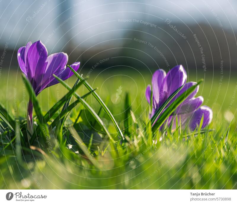 A beautiful crocus from behind also heralds the arrival of spring. Spring flower herald of spring Positive Spring fever Ease Blossoming purple