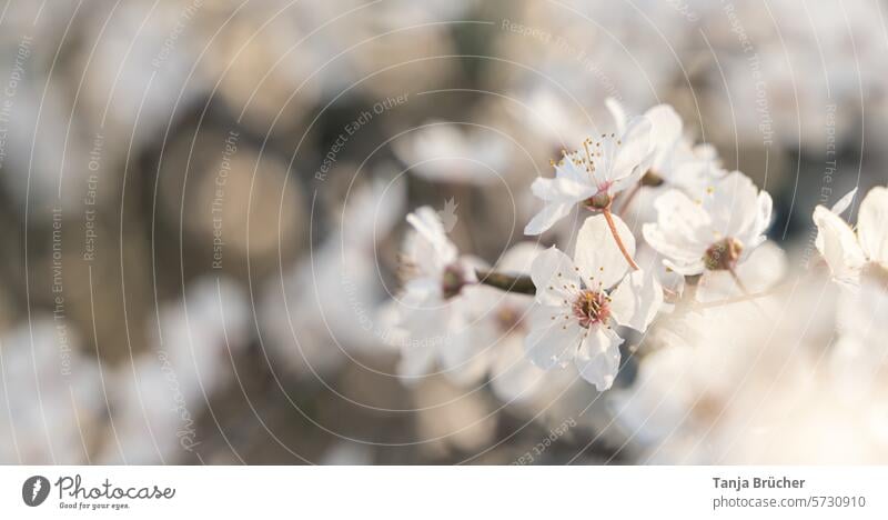 Delicate cherry blossom branch in the warming spring sunshine Spring Spring fever Ease White Blossoming Romance Cherry blossom idyllically