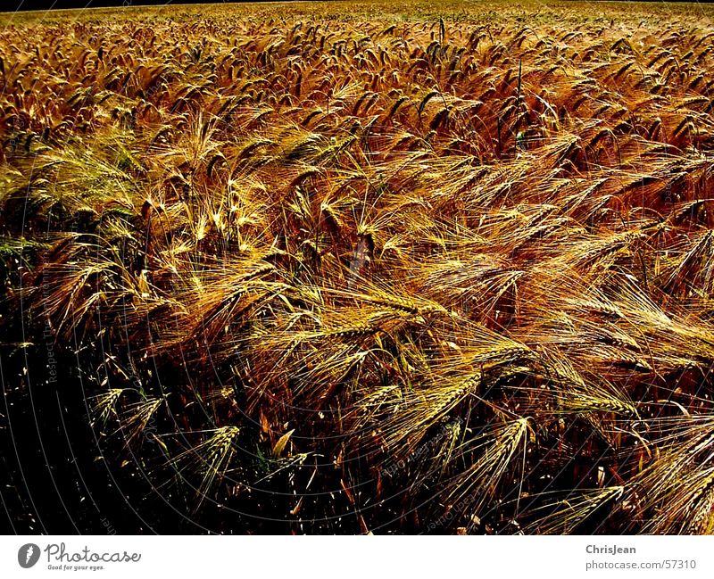 untitled Grain Landscape Field Blue Yellow Wheat Plain Niederrhein Sharp Working in the fields Barley Ear of corn Harvest Americas Colour photo