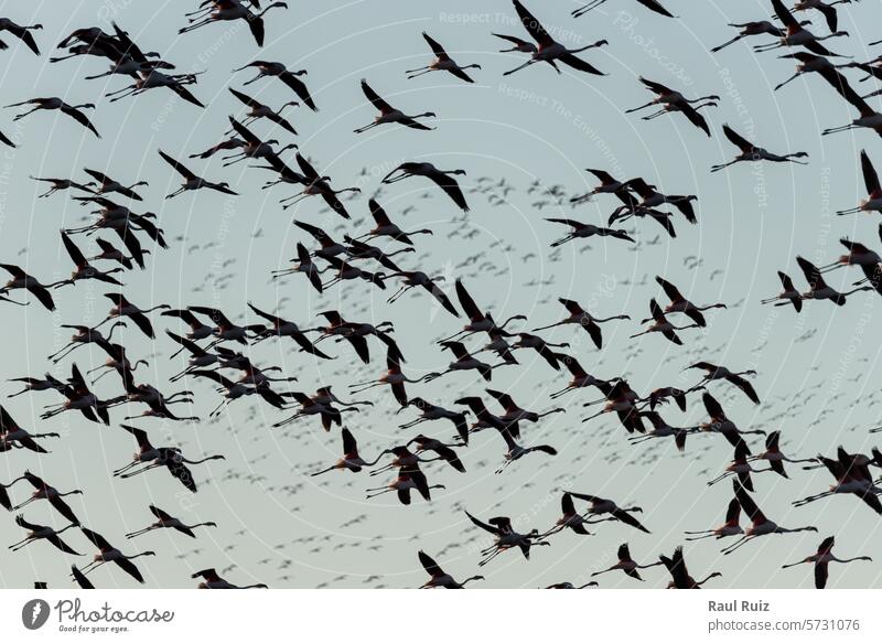 Flight of Tranquility: Flamingos Soaring Amidst Azure Skies Serene Spectacle Graceful Elegance Avian Wildlife Ornithology Ethereal Beauty Aerial Majestic