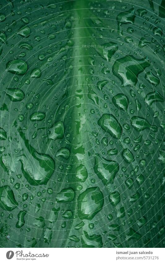 drops on the green plant leaf in rainy days in springtime leaves green color green leaf raindrop rainy season water wet shiny bright sunlight garden floral
