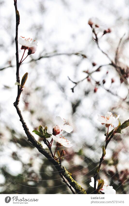 tree blossom Bud Twig Branch Fresh Graceful Delicate Wake up Blossoming Tree Seasons Spring blossoms Spring fever White