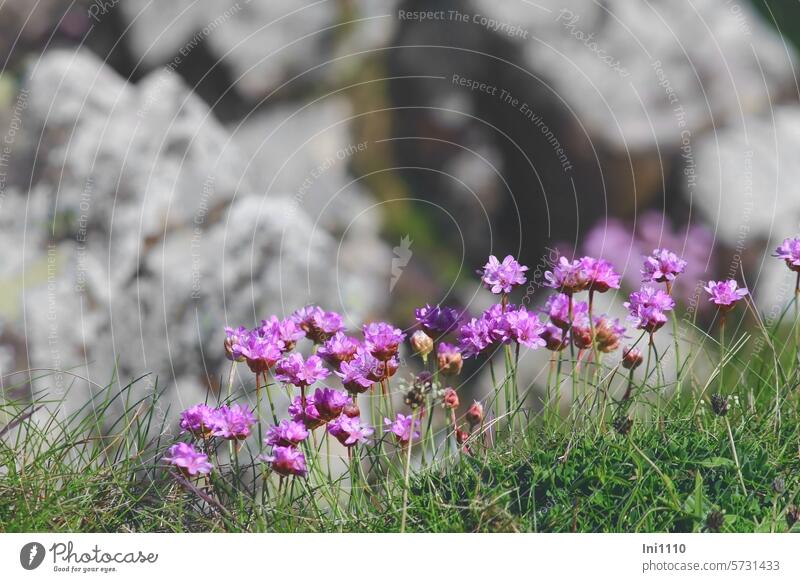 Carnation flower of the year 2024 - Loki Schmidt Stiftung Nature Plant Wild plant little flowers Flower Small Honorary title Flower of the year 2024