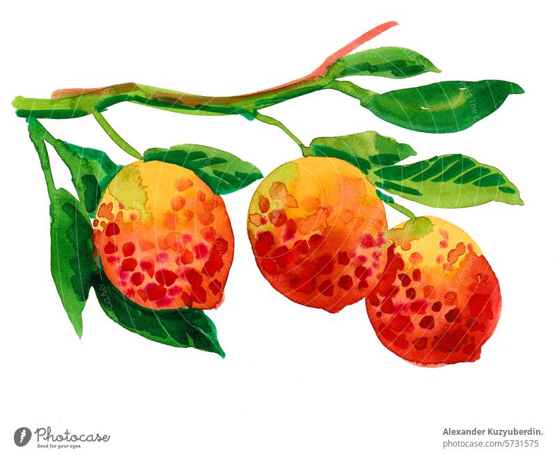 Tropical fruits on a tree branch. Hand drawn watercolor illustration food vegetarian vegan art artwork drawing sketch painting