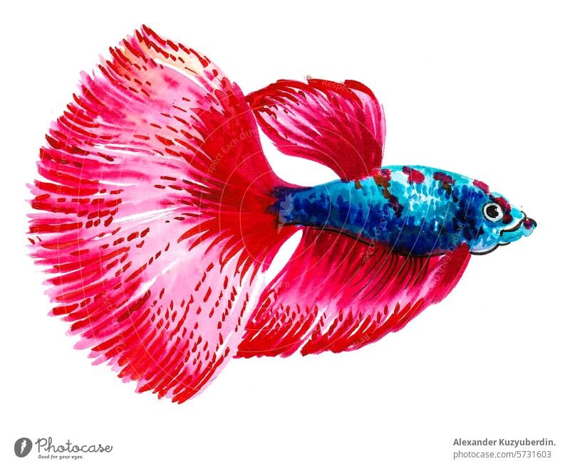 Aquarium fish. Hand drawn watercolor illustration aquarium pet naturre animal art artwork painting sketch drawing