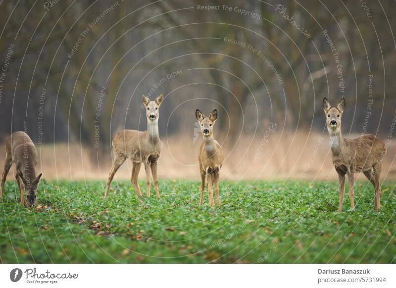 Roe deers in the rural field roe group agricultural four animal wild green mammal nature capreolus capreolus wildlife outdoor fur brown looking fauna standing