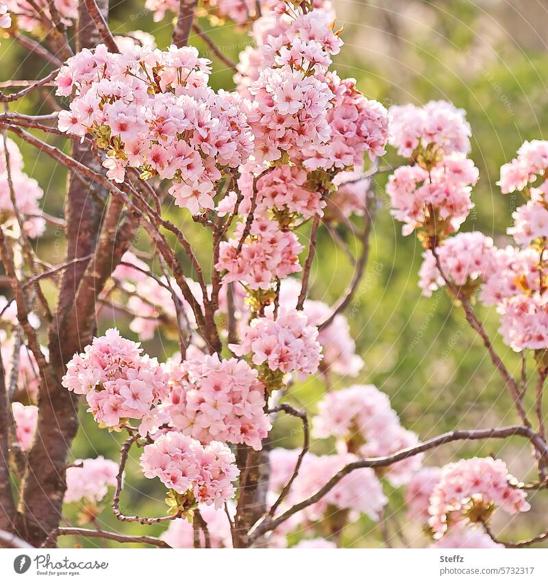 flowering ornamental cherry Ornamental cherry cherry blossom flowering cherry Cherry blossoms spring feeling Pink Spring colours Japanese flower cherry