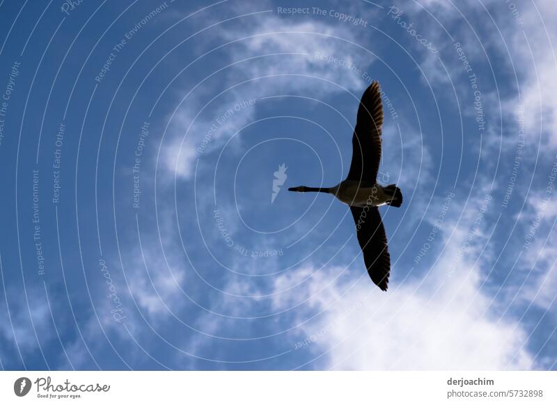 As free as a bird flies. Flight of the birds Exterior shot Freedom Animal Wild animal Flying Sky Nature naturally Deserted Bird Movement Day Air Colour photo