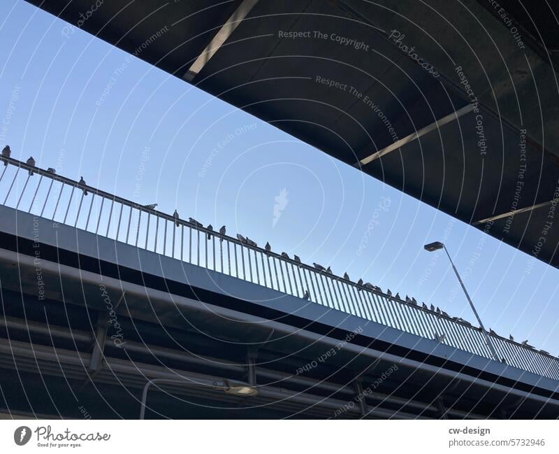 Birds on the perch birds Bridge rail Silhouette Sky