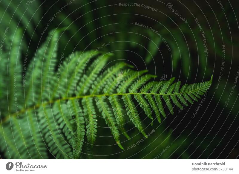 Fern in the forest Fern leaf Forest Shadow Nature Plant Green Leaf Foliage plant Exterior shot naturally Botany Environment Wild plant Detail Colour photo