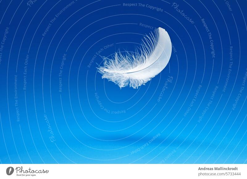 a white feather floats above a blue background, Studio White Floating Hover Small plummeting in midair Easy Feather Swan Soft Bird Light Fragile concept Purity