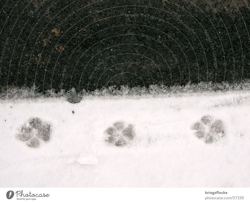The brazen 3 Snow Street Dog Paw Footprint Black White Asphalt Walk the dog Exterior shot Copy Space top Bird's-eye view Imprint Symbols and metaphors dog paw
