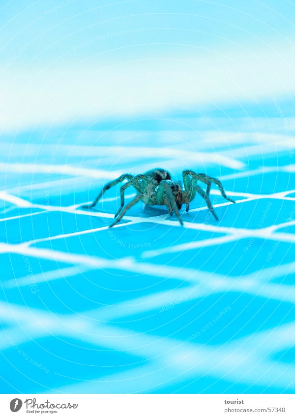 wolf spider Spider Wolf spider Swimming pool Italy Umbria Physics Poison Dangerous Warmth Water Threat