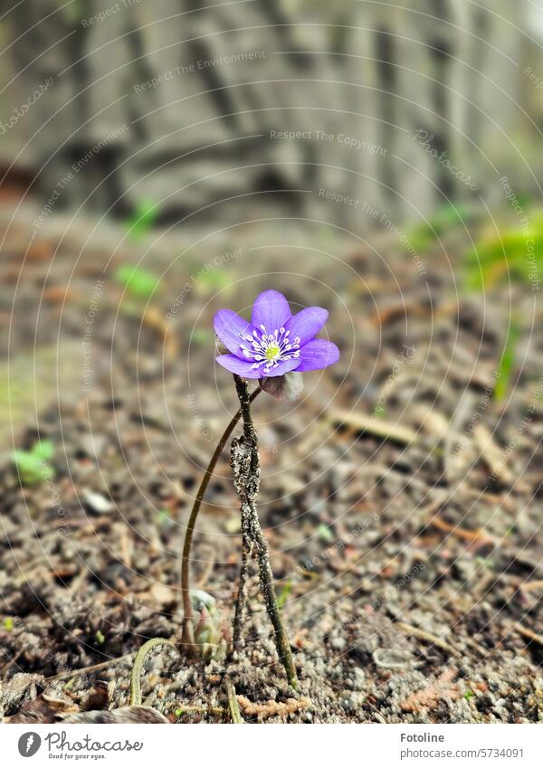 Lonely liverwort Hepatica nobilis Nature Spring Plant Blossom Flower Colour photo Shallow depth of field Exterior shot Close-up Blossoming Garden Detail Violet