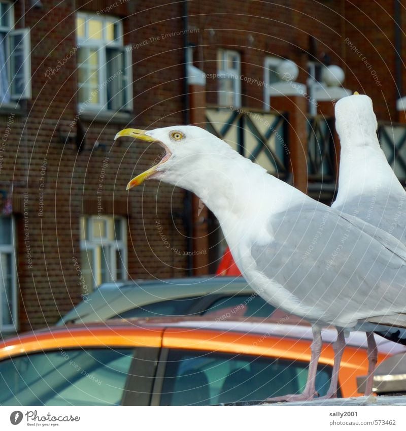 I can make the loudest!!! Fishing village Facade Car Animal Bird Seagull 2 Communicate Scream Threat Curiosity Crazy White Euphoria Willpower Brave Anger