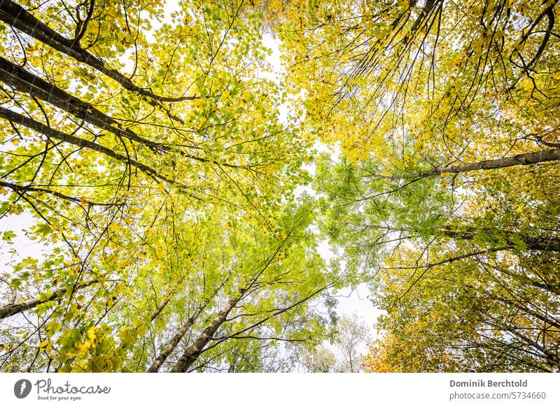 View of the autumnal treetops Tree Tree trunk Forest Nature Green Exterior shot Colour photo Environment Plant Leaf Tree bark Autumn Autumnal autumn light