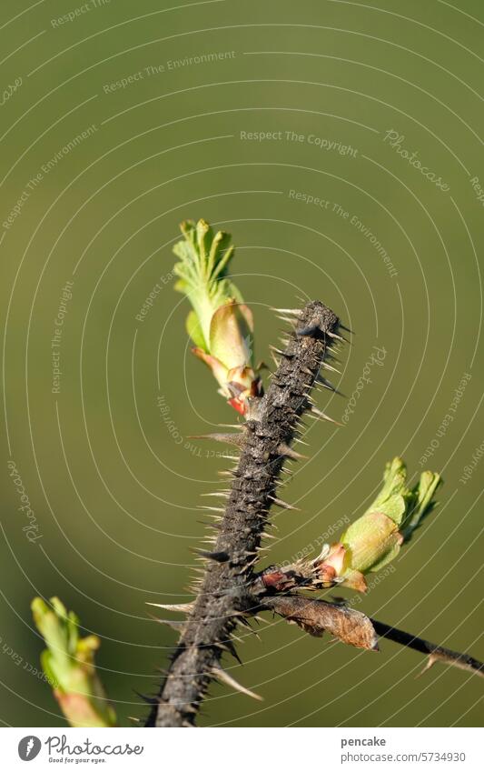awake Leaf Twig Spring Dog rose Expel Nature Growth Branch awakening Wake up Sprout Plant Life Delicate New Spring fever Shallow depth of field Fresh prickles