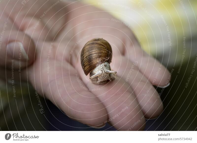 The little vineyard snail tentatively stretches out its feelers and crawls on the palm of the hand towards the fingertip Crumpet Hand creep Feeler escargot