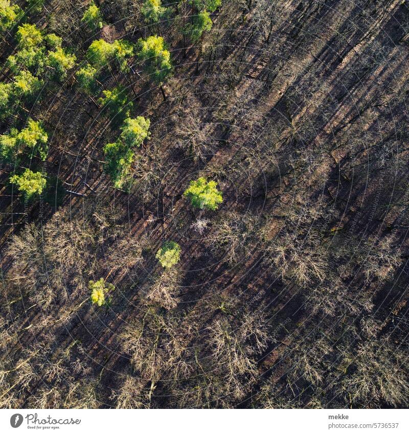 Mixed forest in winter Forest trees from on high Bird's-eye view Nature Green drone Seasons Environment Sunlight Branches and twigs Winter Autumn