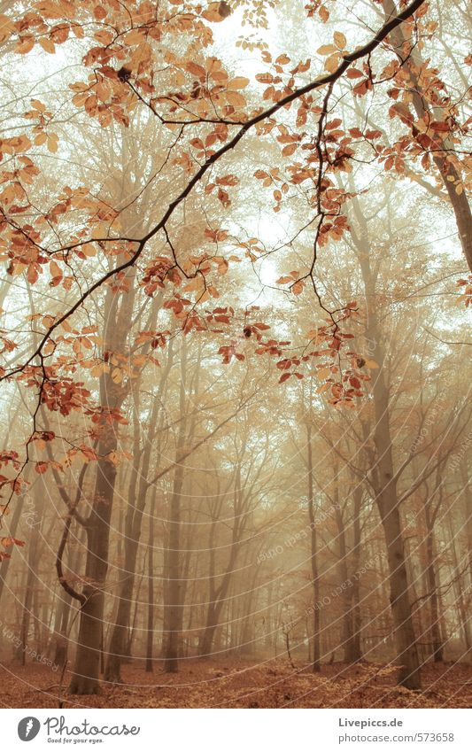 in the wood Environment Nature Landscape Plant Autumn Tree Leaf Wild plant Forest Wood Dark Warmth Soft Calm Misty atmosphere Shroud of fog Colour photo