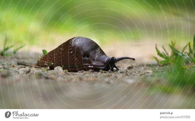 verry up tempo Slug Snail Macro (Extreme close-up) Nature