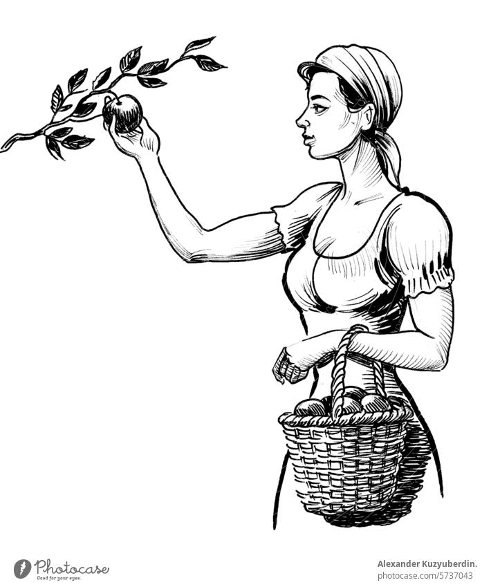 Pretty woman picking apples from the tree. Hand drawn retro styled illustration harvest fruits working farming art artwork drawing sketch