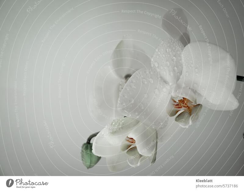 Orchid - white with water droplets Orchid blossom White Drops of water Landscape format Flower Romance Blossom Interior shot Text free space greeting card