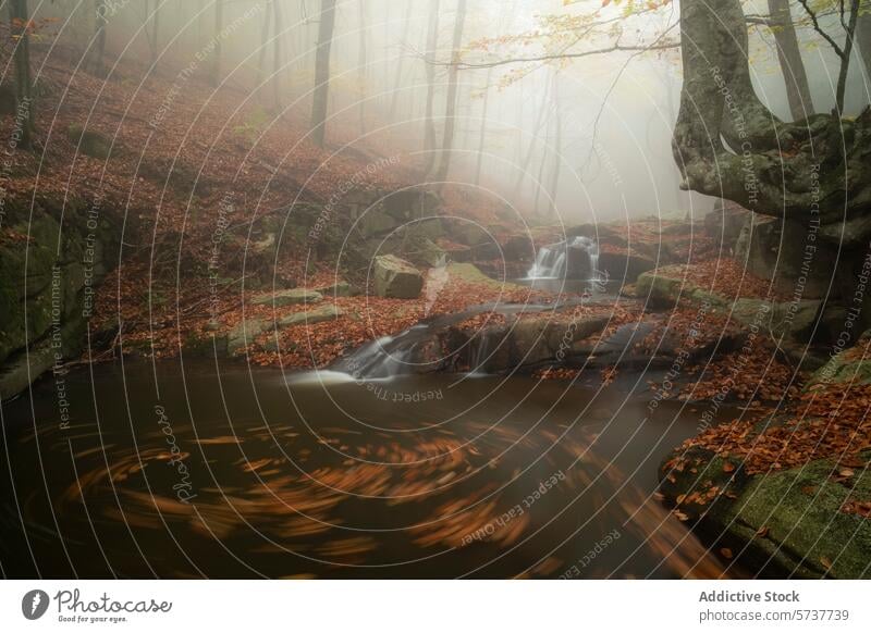 Misty Montseny Beech Forest with Stream in Autumn montseny beech forest catalonia stream autumn leaves fog serene morning nature woodland scenic landscape mist