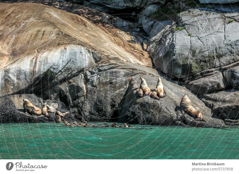 Cute seals on rocks in a fjord in Alaska ocean wildlife alaska outdoor water nature natural beautiful landscape animal wilderness coast lion bay mammal mountain