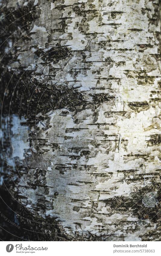 Birke im Detail baum birkenstämme Rinde Baumrinde Birken Natur Wald wachsen Nahaufnahme Leben natürlich pflanze nahaufnahme detail Pflanze Makro Detailaufnahme