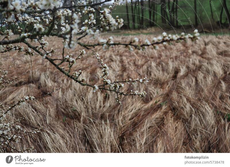 flowering branch over dry grass Blossoming Twig Spring Wind Grass Meadow Wild Nature Branch flowering twig Plant winter goodbye Tuft of grass Grass meadow Dry