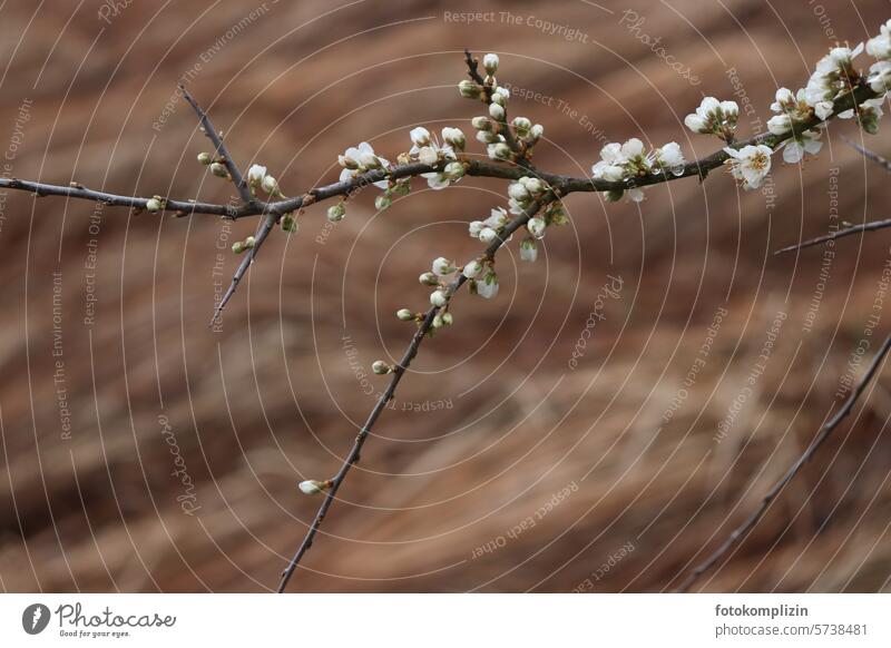 flowering branch Twig Blossoming blurred background Plant Nature Spring herald of spring spring awakening Brown Branch Shallow depth of field Sprout