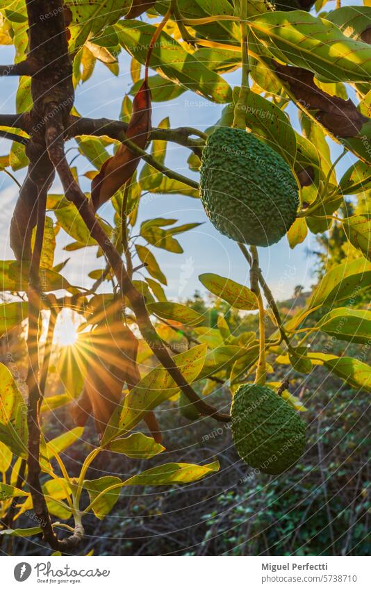 Hass variety avocados known for their rough skin on a tree, produced on the coast of Granada. fruit leaf tropical sunlight dawn growing harvest ripe nature raw