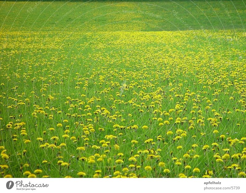 infinite flower meadow Spring Meadow Background picture